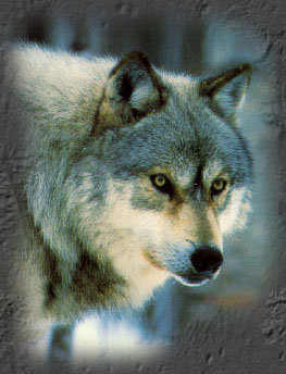 wolf-look2.jpg (26064 bytes)